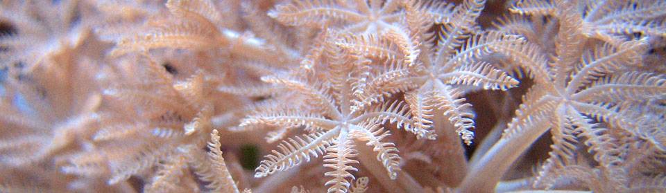 AQUAZEN Corales e invertebrados