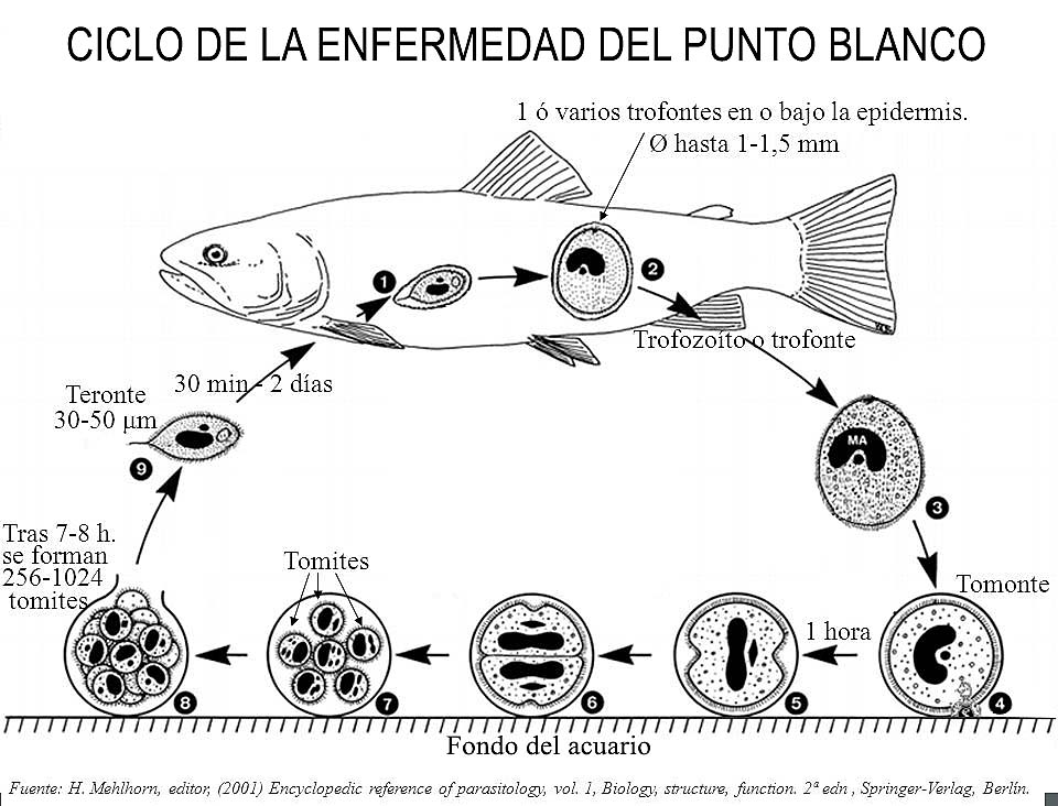 Ciclo biológico del acuario