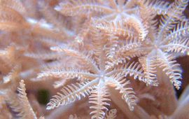 AQUAZEN Corales e invertebrados