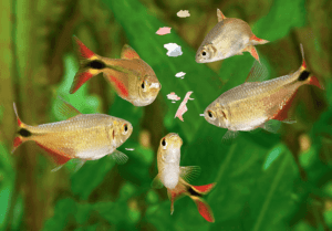 Alimentación de peces en el acuario
